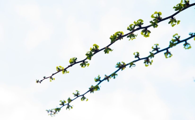 Common Frangipani Problems and How to Fix Them