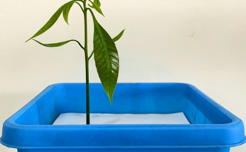 How to Transplant Nandina Domestica