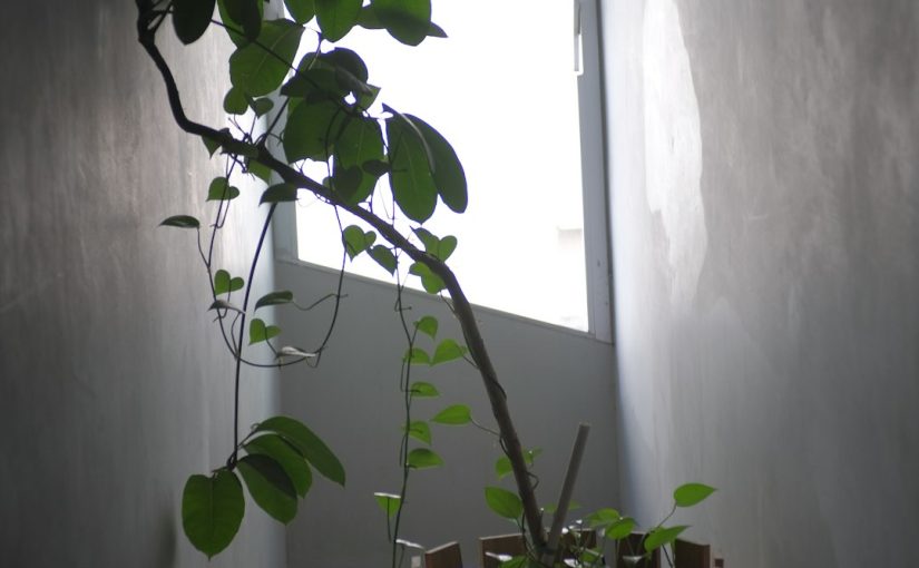 Lucky Bamboo vs. Lotus Bamboo: What’s the Difference?