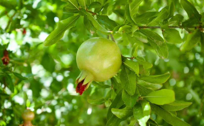 How Much Fruit Does a Pomegranate Tree Produce?