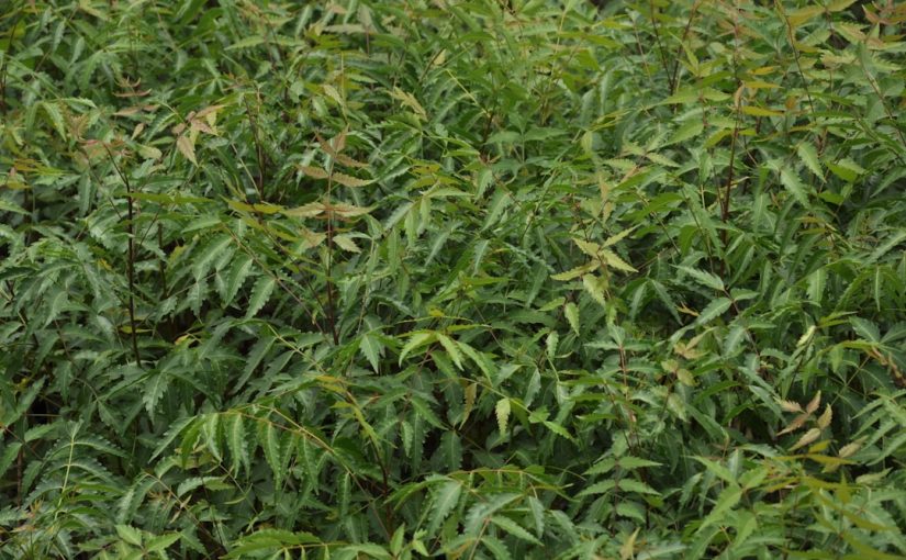 Waxleaf Privet Spacing for a Perfect Hedge