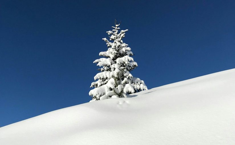 Does the Weeping Willow Tree Lose Its Leaves in Winter?