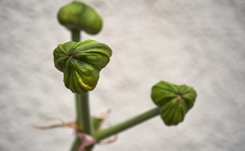 How Many Brussel Sprouts Per Plant?