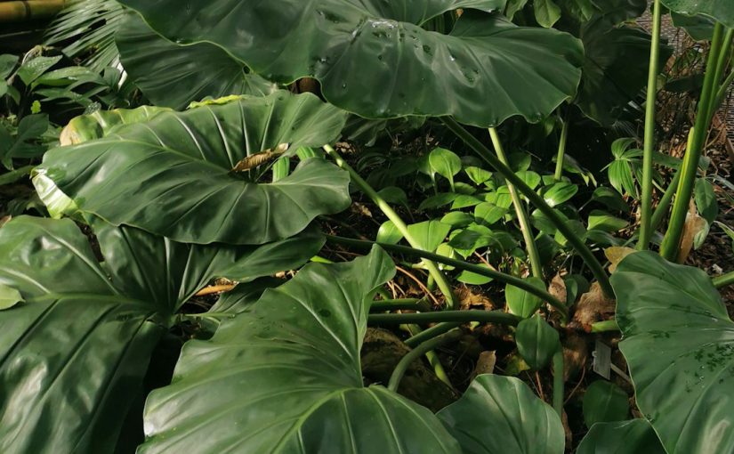 How to Care for a Blue Ginger Plant