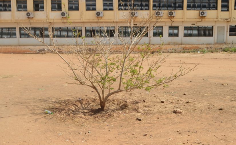 Common Jacaranda Tree Diseases