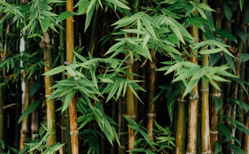 How to Treat White Fungus on Bamboo