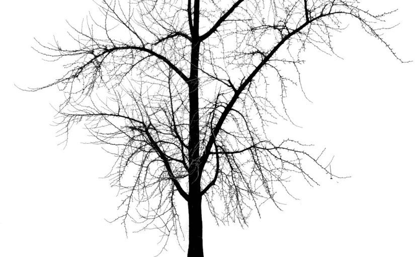 How to Identify and Treat Gall Infection in Oak Trees