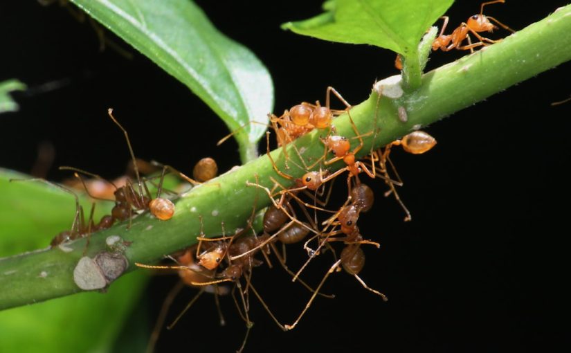 Examples of Insectivorous Plants