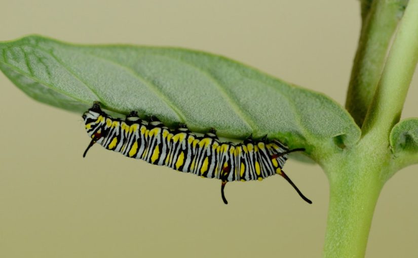 How to Get Rid of Gypsy Moth Nests