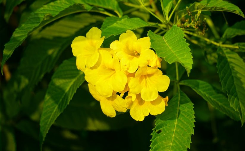 Why Are My Blackberry Bush Leaves Turning Yellow?