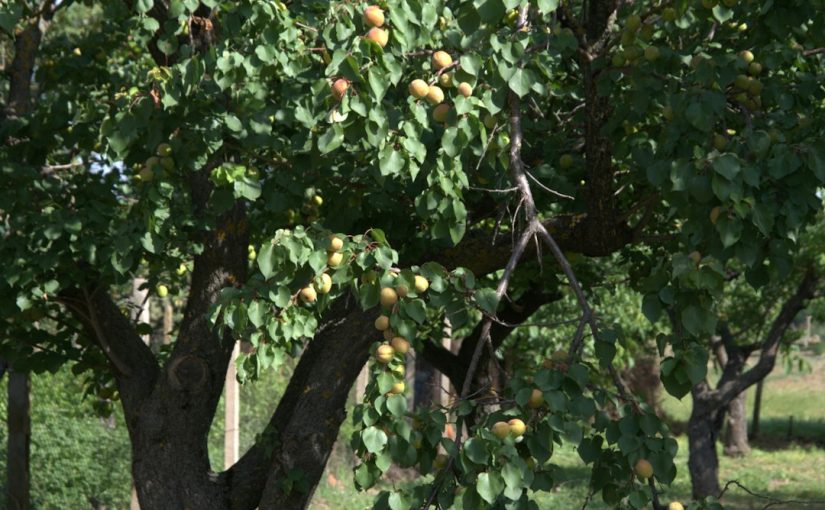 Trees That Look Like They Have Small Cherries