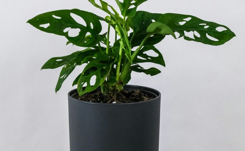 How to Take a Cutting From a Purple Heart Plant