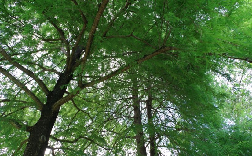 Types of Evergreen Trees in the Pacific Northwest