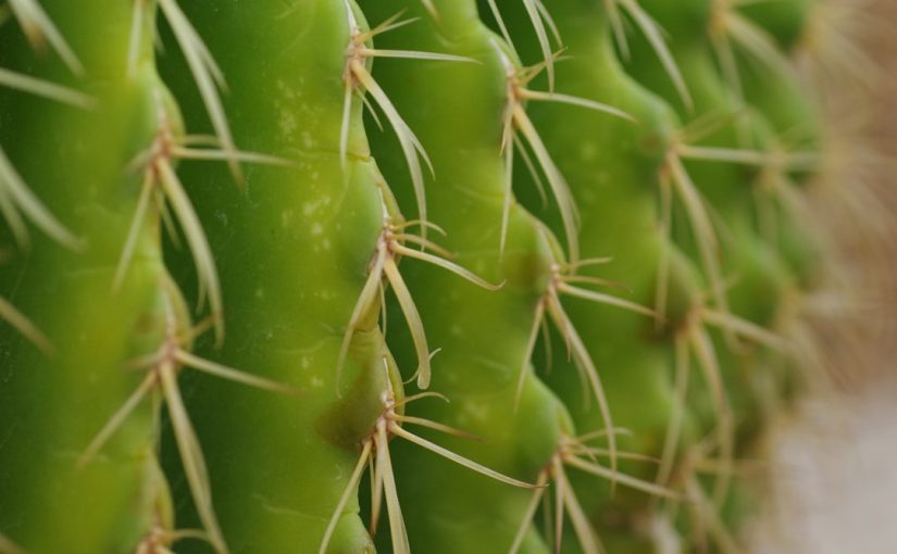The Parts of a Cactus