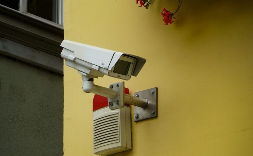 Green Giant Arborvitae vs. Leyland Cypress