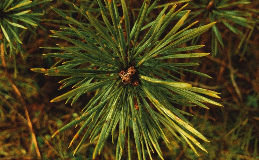 Do Pine Needles Kill Grass?