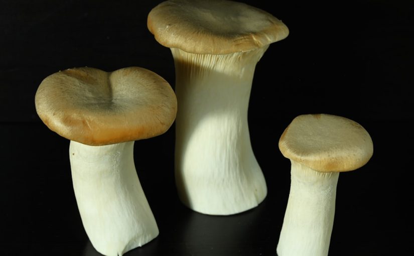 Is Tree Fungus Dangerous to Humans?