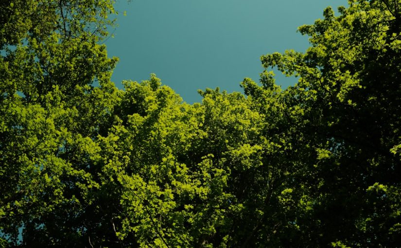 Good Shade Trees That Don’t Shed Leaves or Get Too Tall