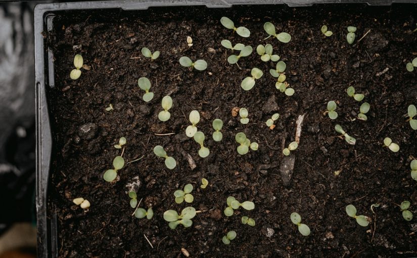 Germinating vs. Non-Germinating Peas