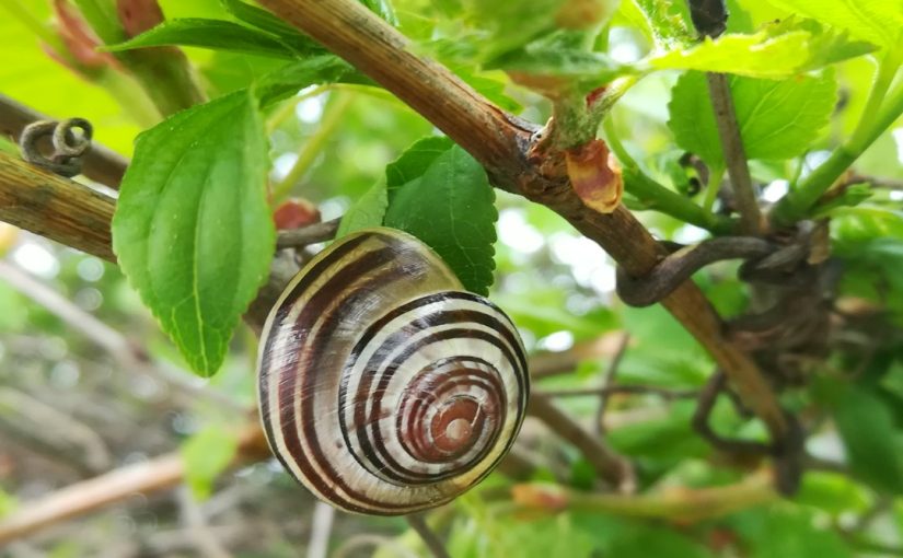 Home Remedies to Get Rid of Snails
