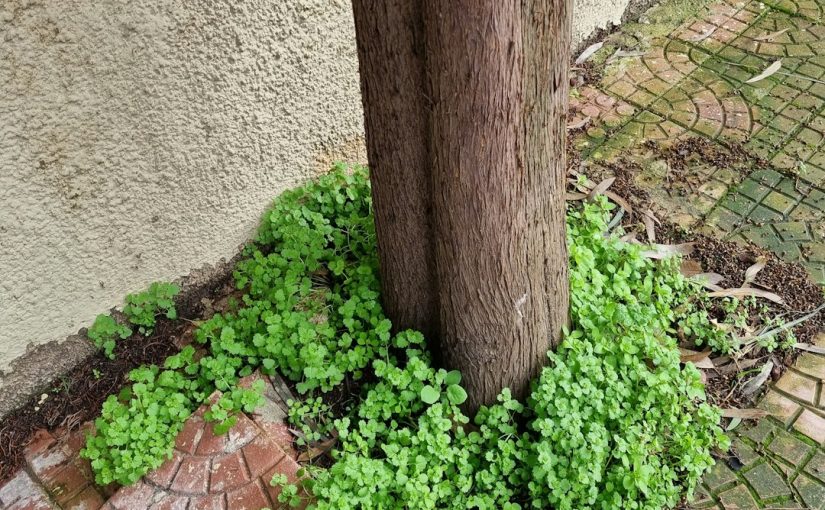 What Disease Causes Lumps on Tree Branches?