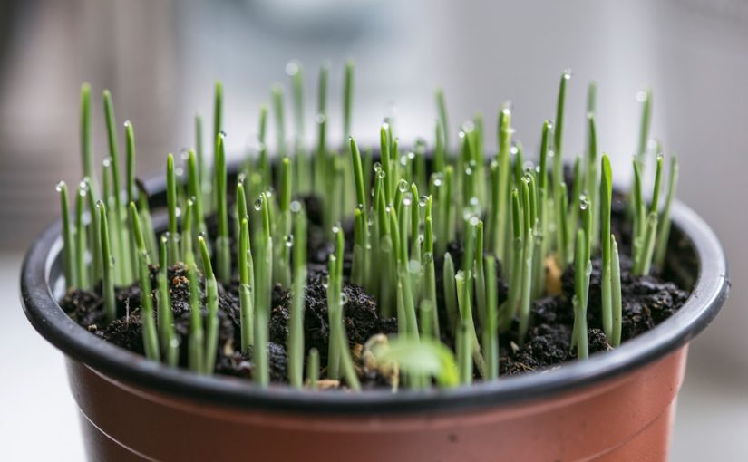 How Long for Cherry Seeds to Germinate?