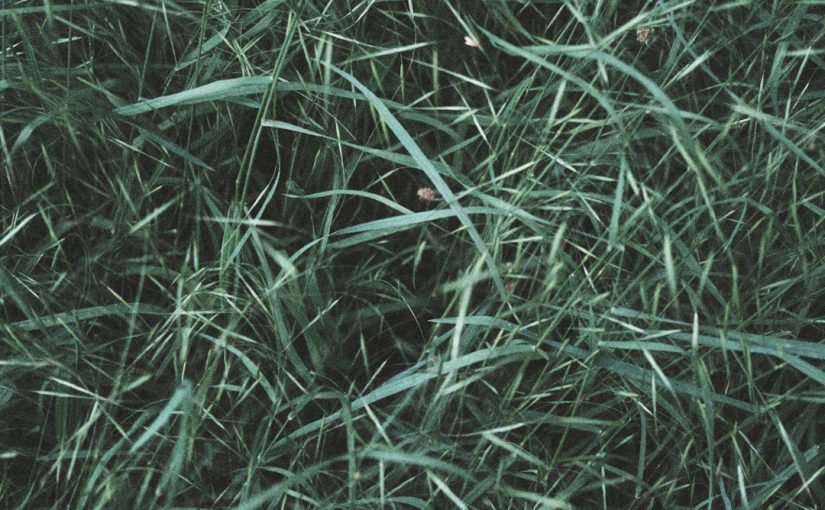 How to Sanitize Grass from Parasites and Viruses