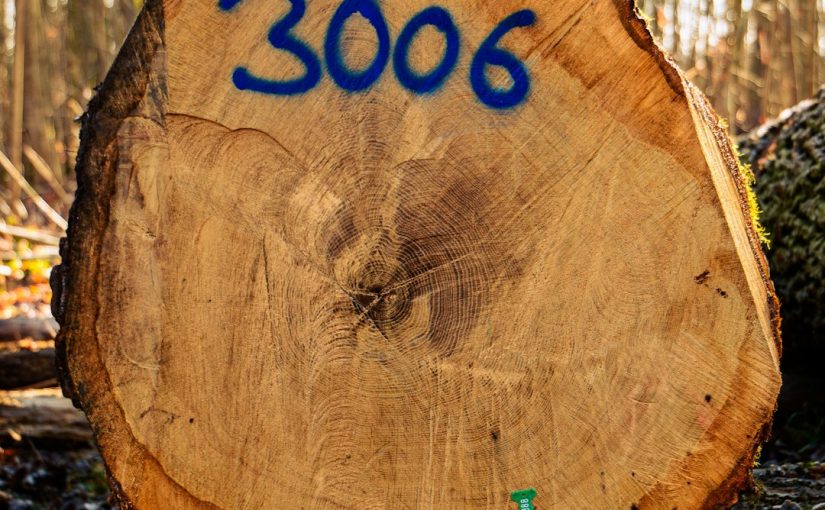 How to Burn a Tree Stump With Saltpeter