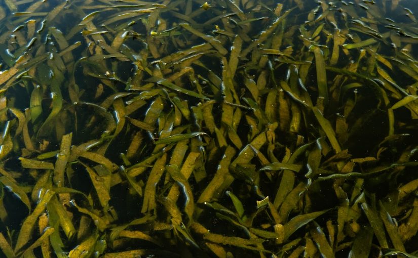 How to Kill Weeds Around a Pond Without Harming Fish