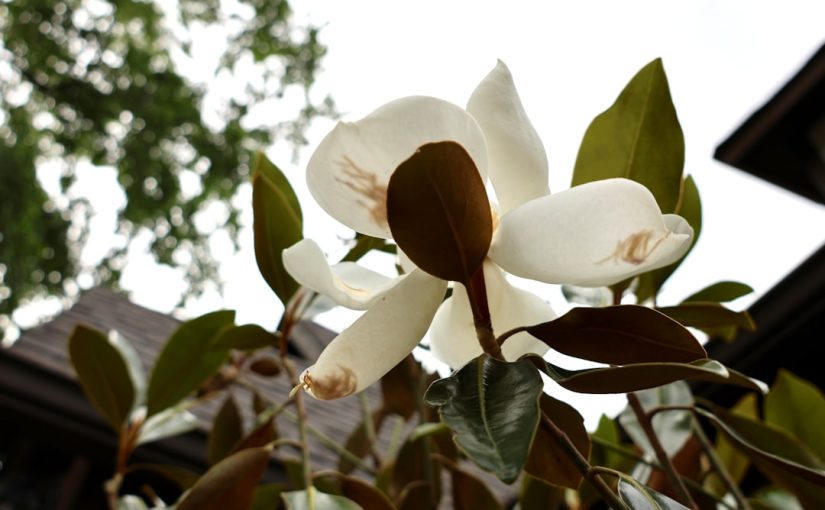 Common Little Gem Magnolia Problems