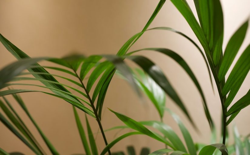 Why Does My Dracaena Have Yellow Leaves?