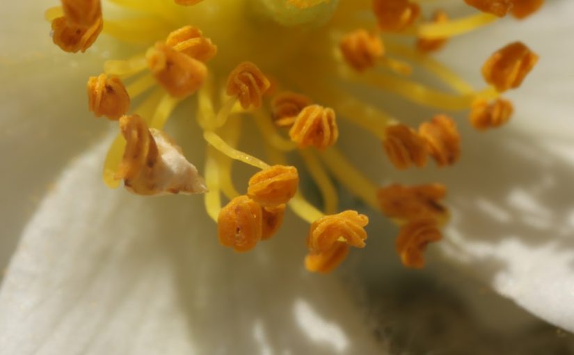 What Types of Chrysanthemums Are Edible?