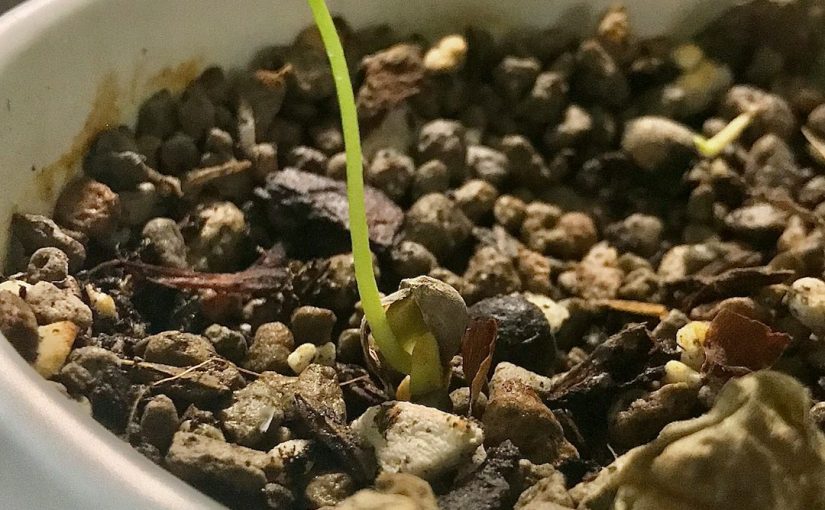 Can You Grow Cantaloupe in the Northeast?