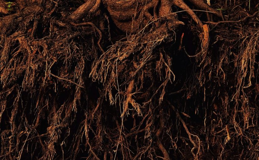 Turnip vs. Rutabaga: What’s the Difference?