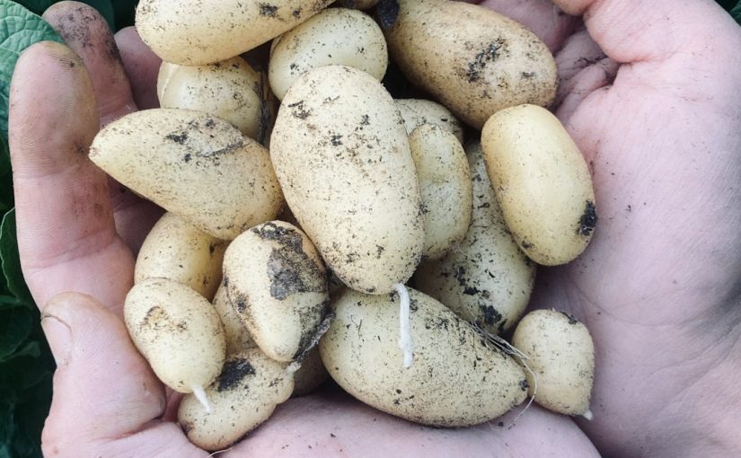 How to Grow Purple Potatoes