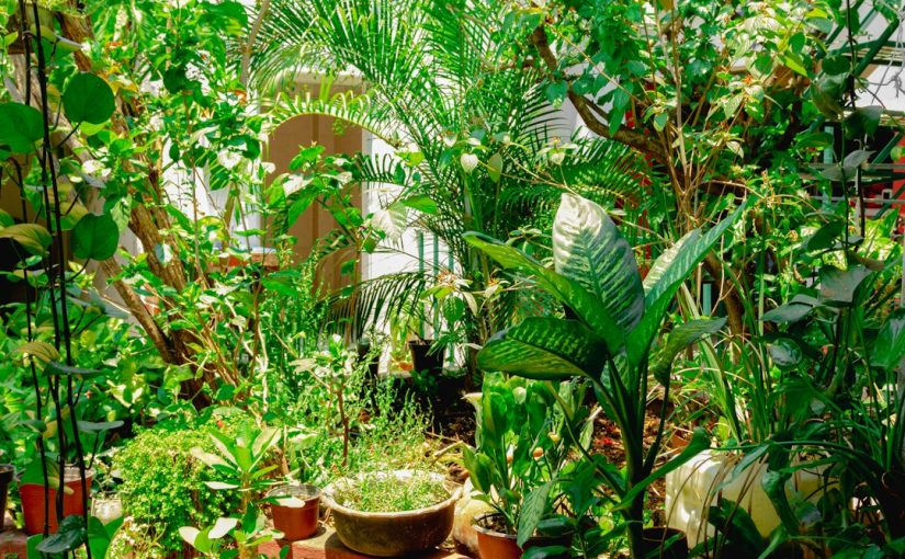 Can You Use Acorns for Mulch?