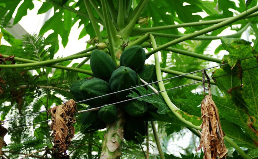 Is There a Climbing Vine With Blueberries?