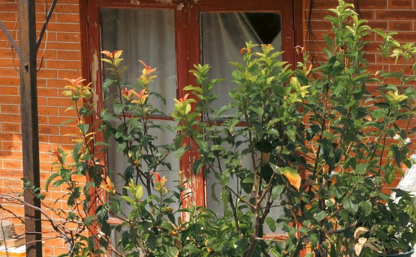 How to Propagate a Dracaena Marginata