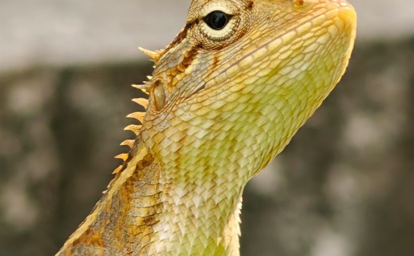 How to Get Rid of Florida Lizards