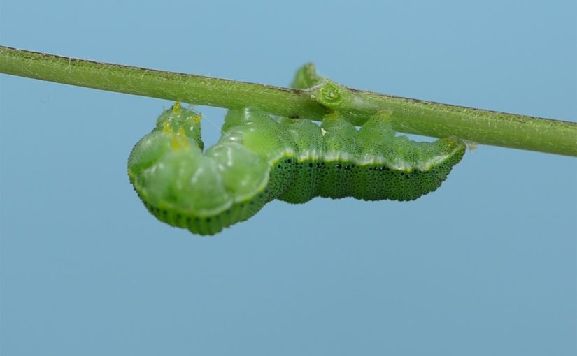 Caterpillars That Eat Maple Leaves