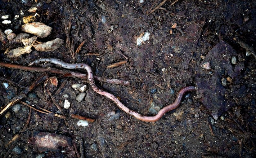 How to Prevent Earthworms on Sidewalks After Rain