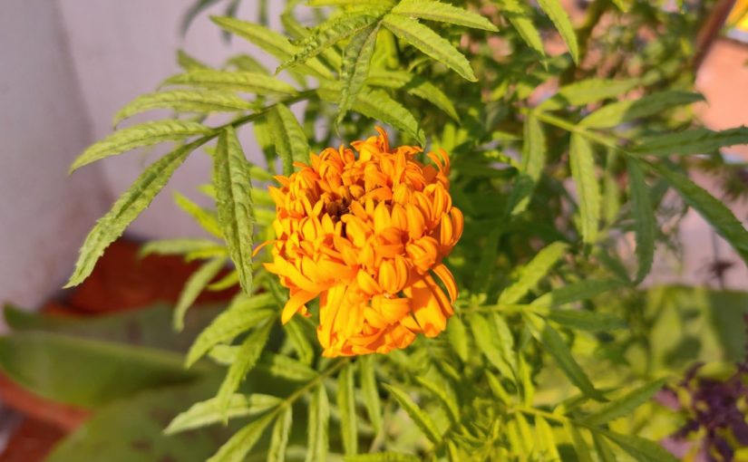 The Life Stages of a Marigold