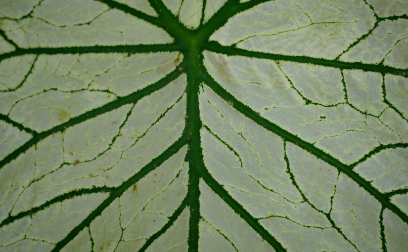 How Plant Cell Structure Helps Plants Stand Upright