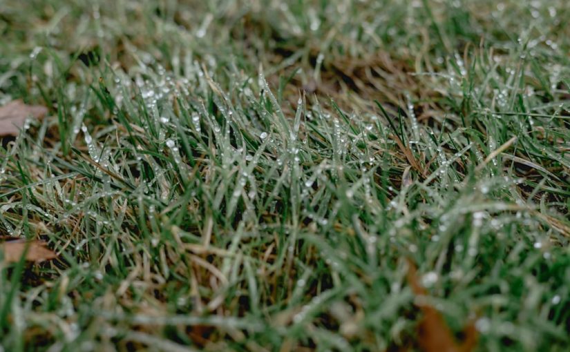 What to Do for Your Grass After a Frost