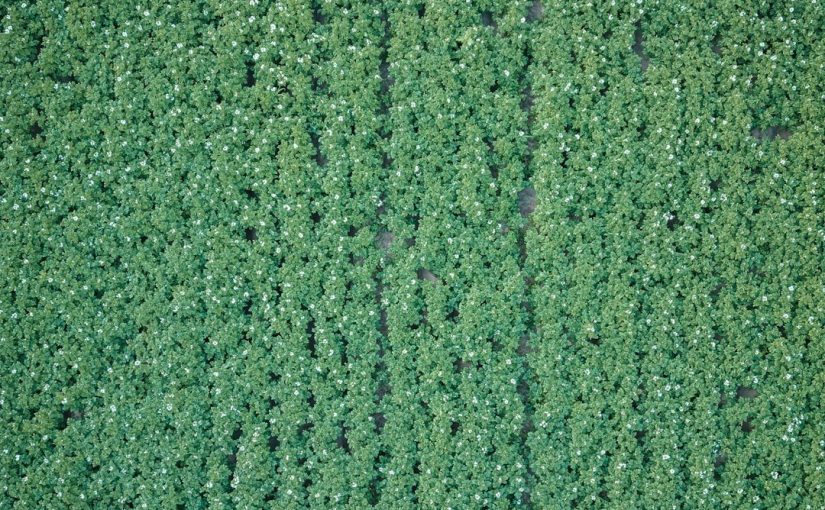 What Vegetables Like Wood Stove Ashes?