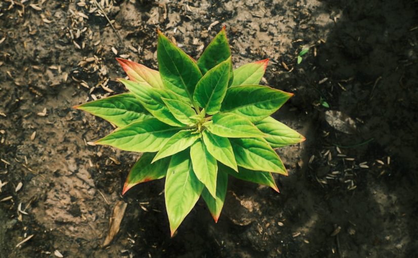 What Causes White Spots on Red Impatiens?
