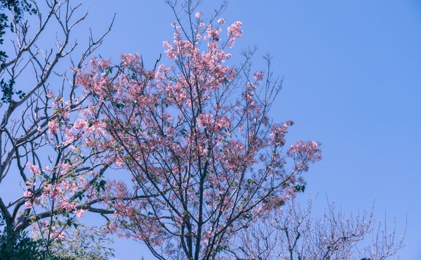 The Average Life Span of a Flowering Pear Tree
