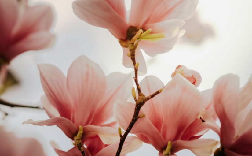 What Fruit Grows on a Magnolia Tree?