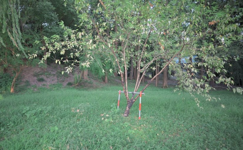 How to Prune a Weeping Pea Tree