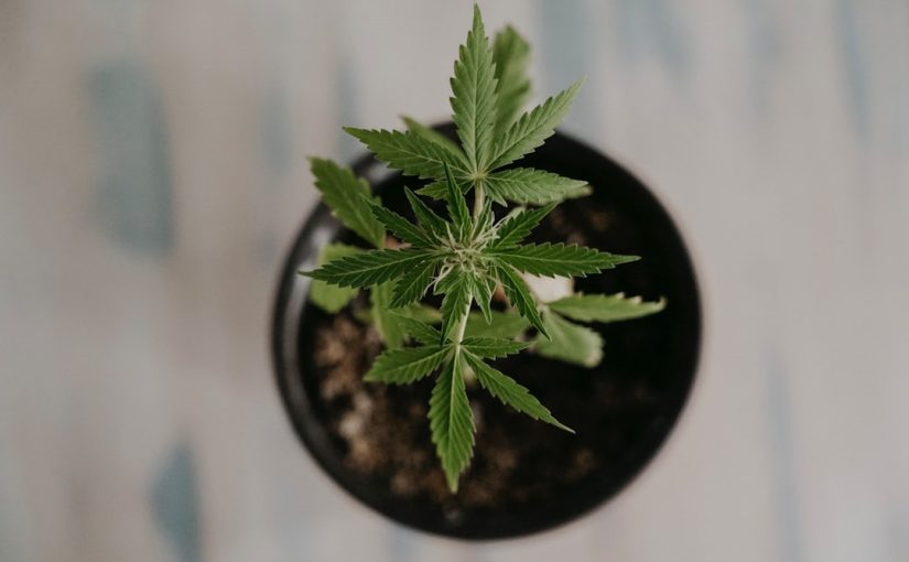 The Effects of Too Much Nitrogen in Plants